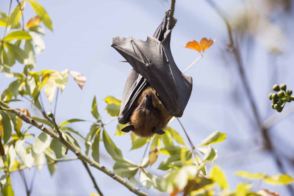 Fruit bat hanging off a branch at The Machan