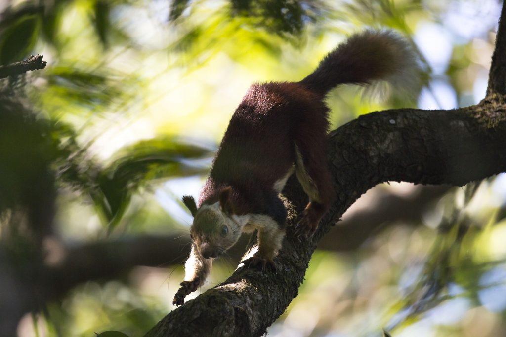A large Malabar Giant Squirrel maneuvers its way on a branch 
