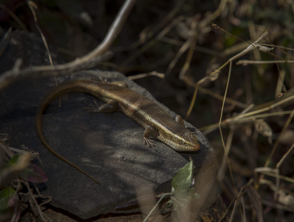 Skink basking in the evening at the Machan